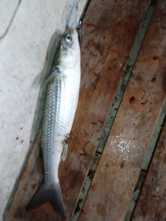 ボラの釣果