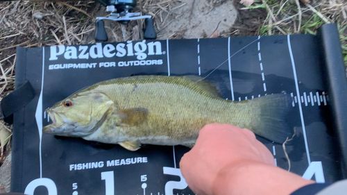 スモールマウスバスの釣果