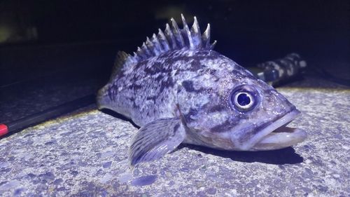 クロソイの釣果