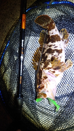 タケノコメバルの釣果