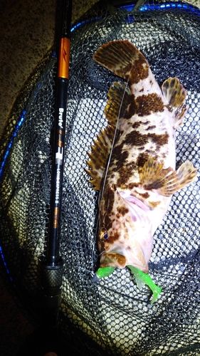 タケノコメバルの釣果