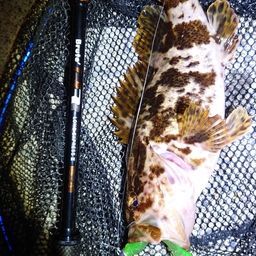 タケノコメバル