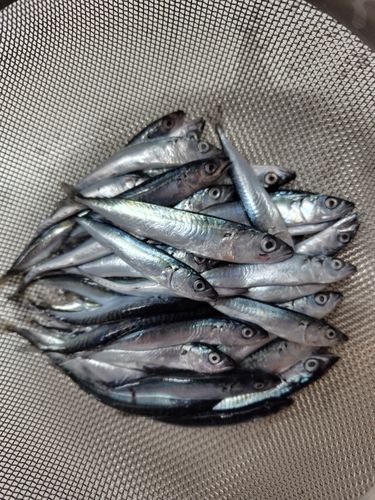 サバの釣果