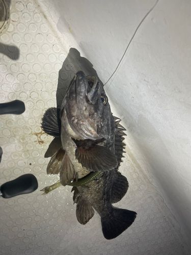 クロソイの釣果