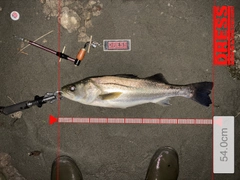 シーバスの釣果