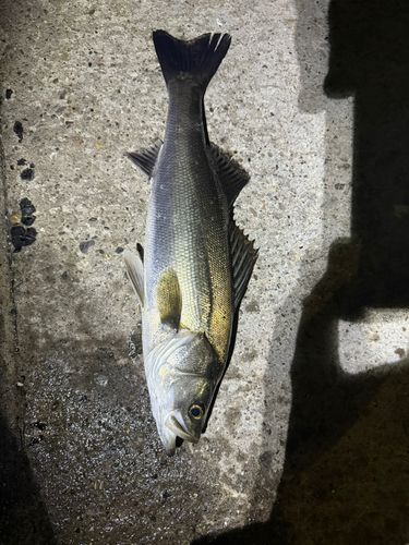 セイゴ（マルスズキ）の釣果