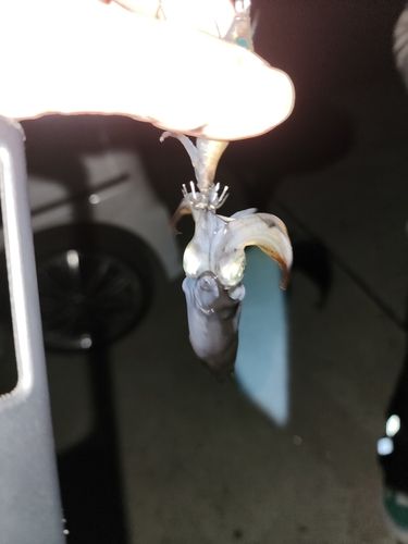 イカの釣果