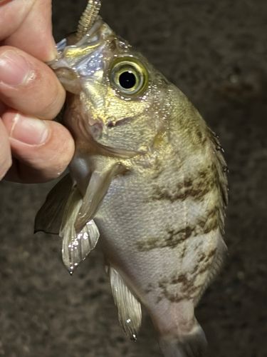 シロメバルの釣果