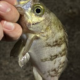 シロメバル