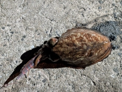 コウイカの釣果
