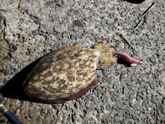 モンゴウイカの釣果