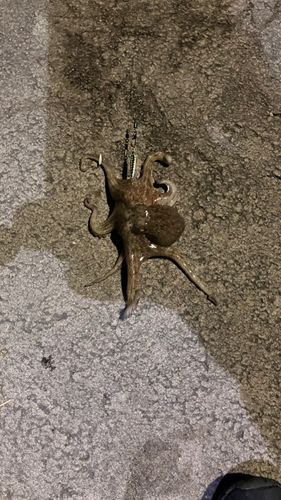 タコの釣果