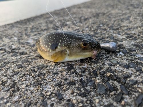フグの釣果