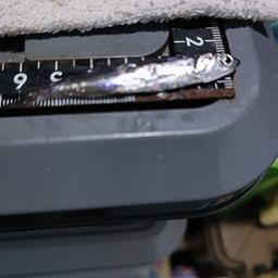 カタクチイワシ