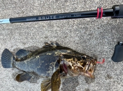 ベッコウゾイの釣果