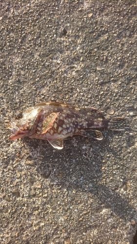 カサゴの釣果