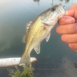 ラージマウスバス