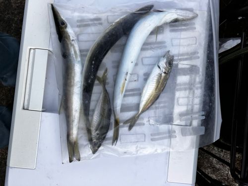 カマスの釣果