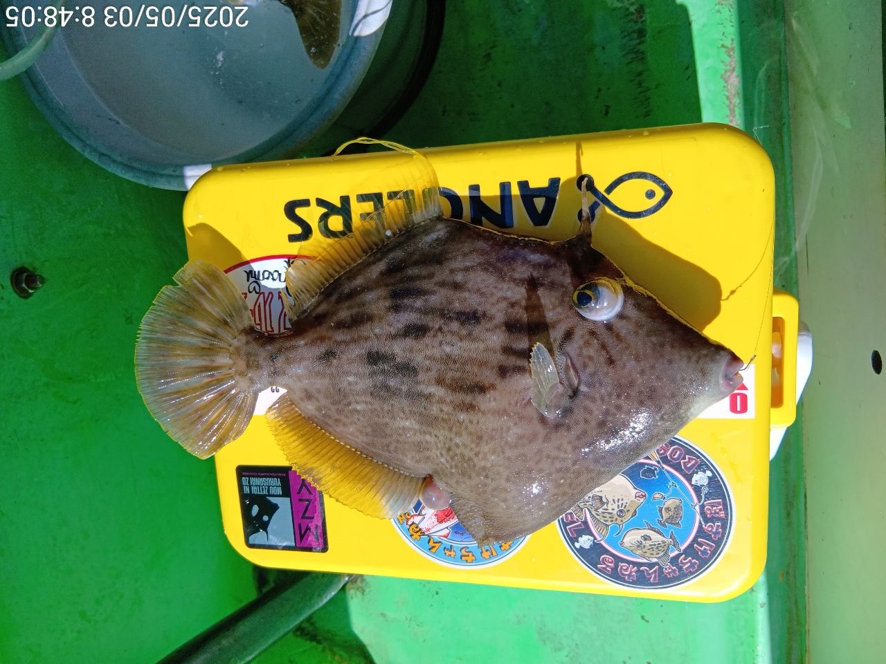 24アドミラA 150PL カワハギ　タイラバ 24アドミラA 150PL カワハギ タイラバ - メルカリ