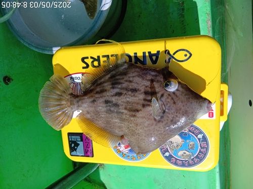 カワハギの釣果