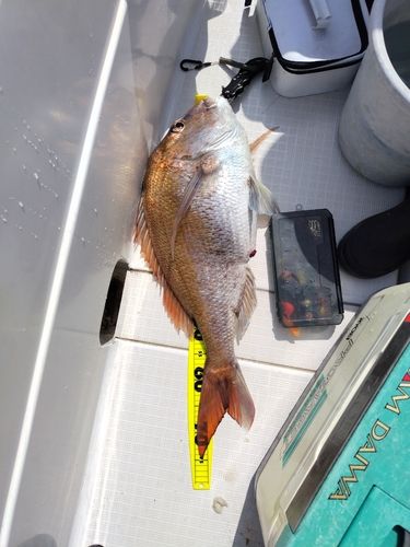 マダイの釣果