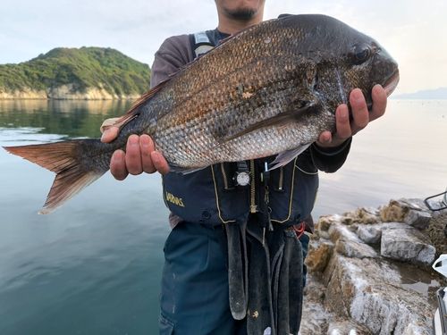 タイの釣果