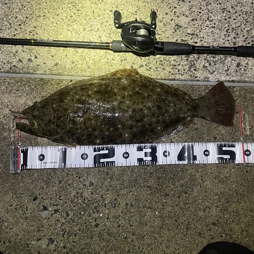 ヒラメの釣果