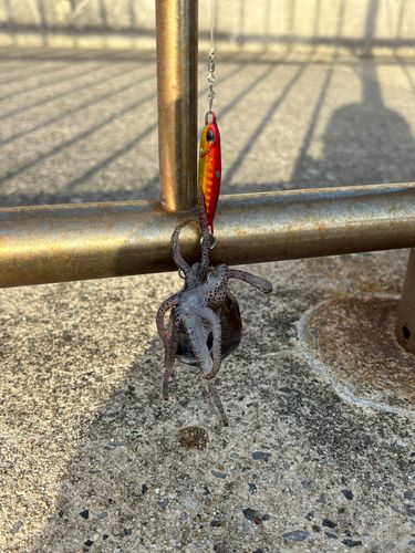 イカの釣果