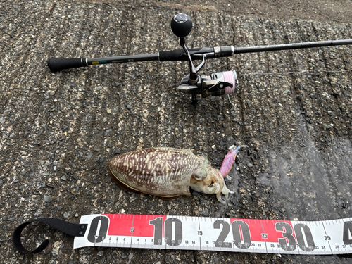コウイカの釣果