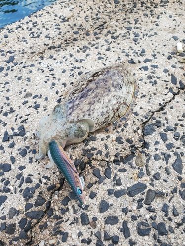 コウイカの釣果