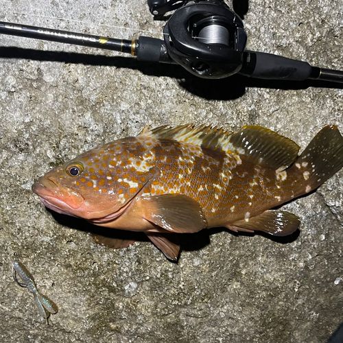 キジハタの釣果