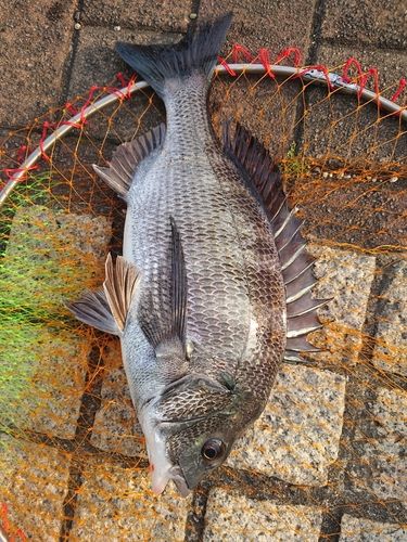 チヌの釣果