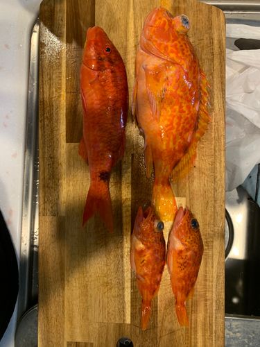 アヤメカサゴの釣果