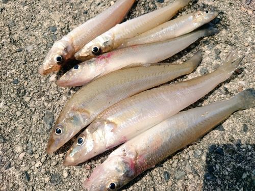 シロギスの釣果