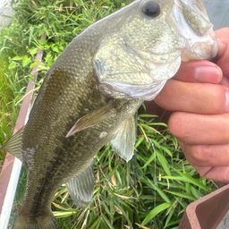 ラージマウスバス