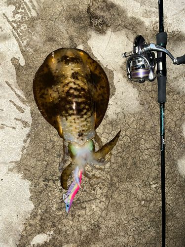 アオリイカの釣果