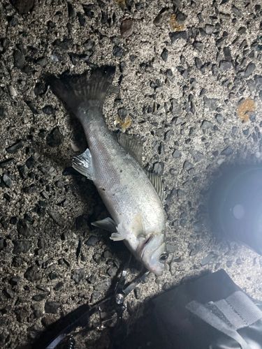 セイゴ（タイリクスズキ）の釣果