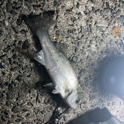 セイゴ（タイリクスズキ）