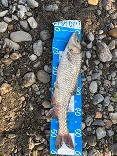 ニゴイの釣果