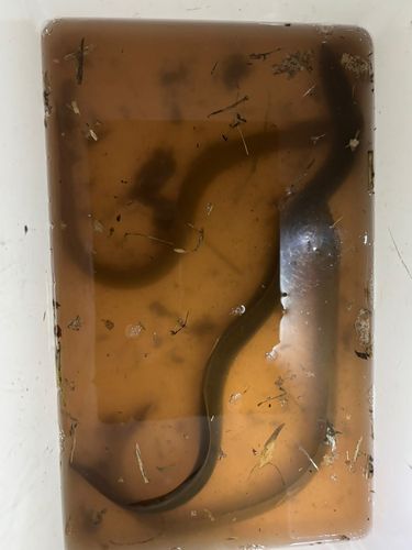 ウナギの釣果