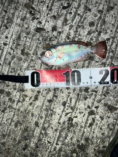 キントキダイの釣果
