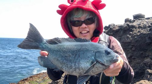 メジナの釣果