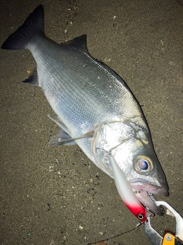 セイゴ（ヒラスズキ）