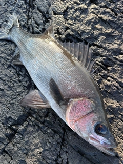 ヒラスズキの釣果