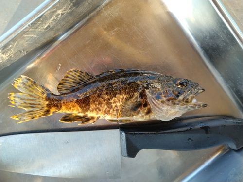 タケノコメバルの釣果