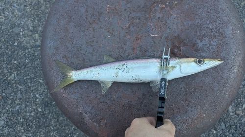 カマスの釣果