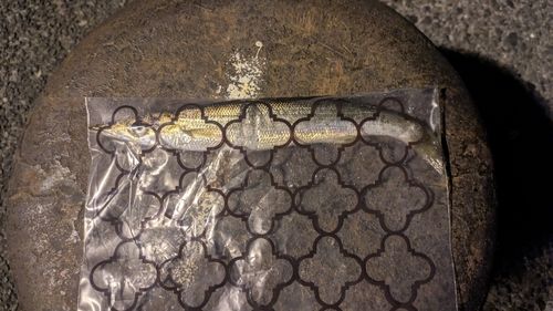 カマスの釣果
