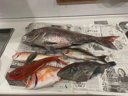 タイの釣果