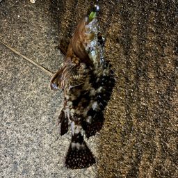 タケノコメバル