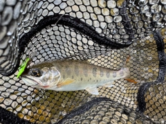 ヤマメの釣果